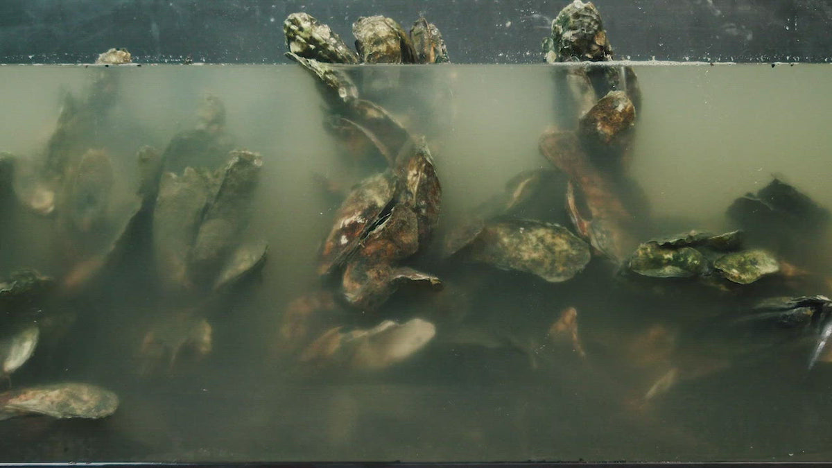 Load video: All Toadfish Sales support planting oyster beds
