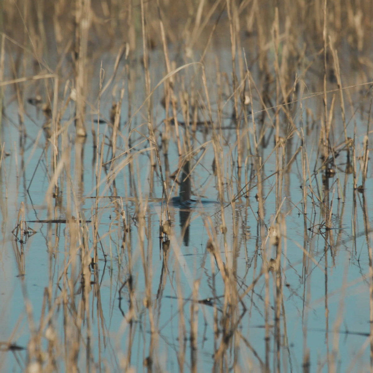 Fly Rod